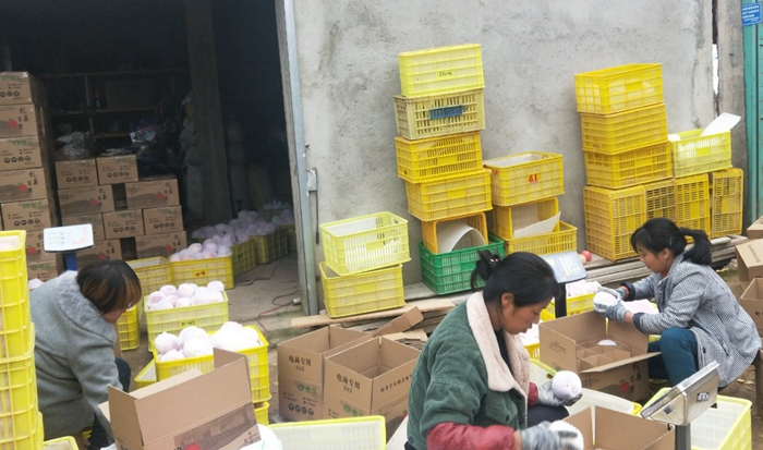 鄉(xiāng)親們包裝即將發(fā)貨的蘋果 - 副本.jpg